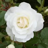 Mattocks Iceberg Climber Rose