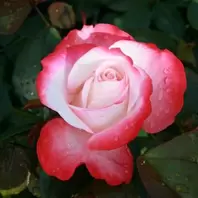 Mattocks Nostalgia Rose