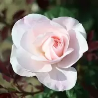 Mattocks Remember Rose