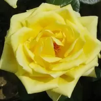 Mattocks Golden 50th Rose