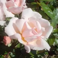 Mattocks Albertine Rose