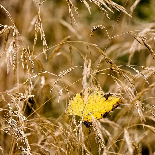 Deschampsia cespitosa 'Goldtau'