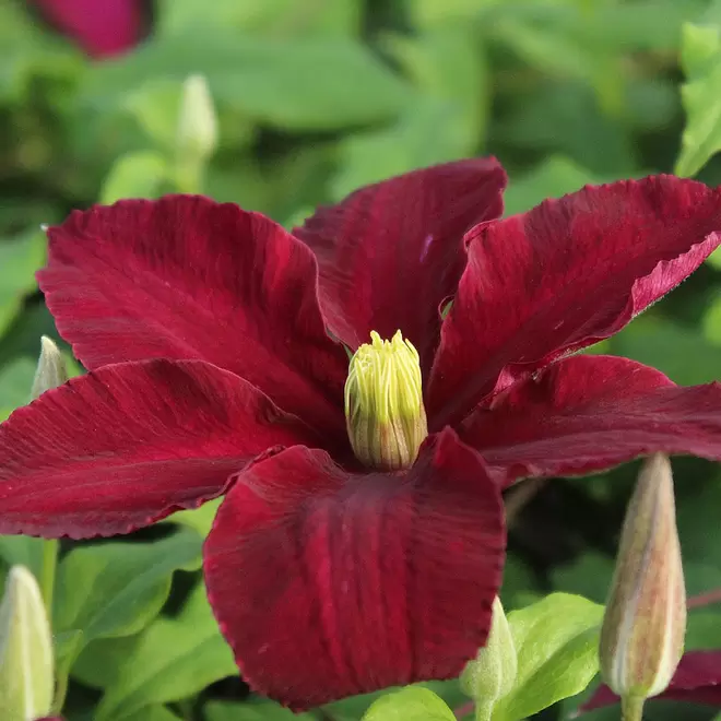 Clematis 'Niobe'