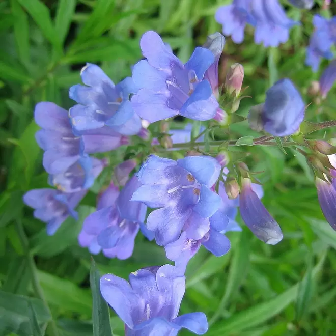 Penstemon 'Heavenly Blue'