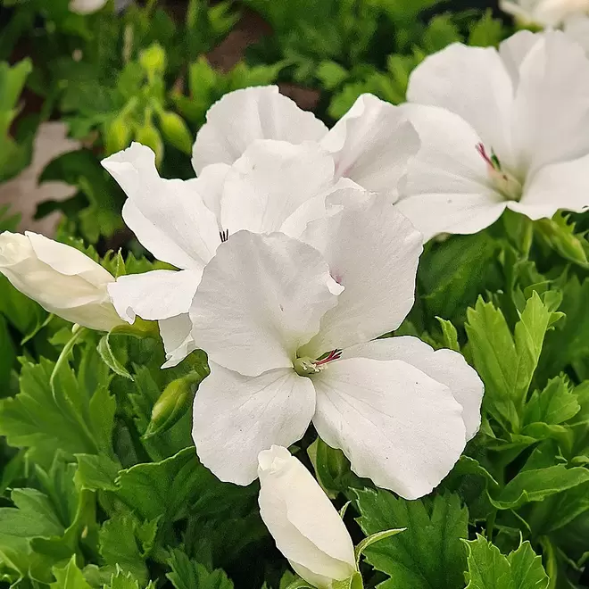 Pelargonium Candy Flowers 'White'