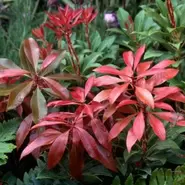 Pieris in Variety – 3 Litre