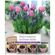 Patio Container Tulip And Muscari - 20 Bulbs