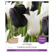 Tulips - Cookies And Cream - 10 Bulbs
