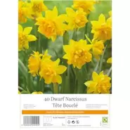 Narcissus Tete Boucle - 40 Bulbs