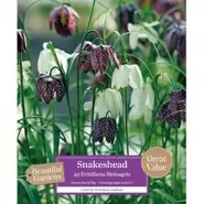 Snakeshead Fritillaria Meleagris - 40 Bulbs