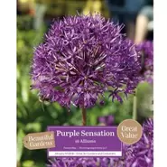 Allium Purple Sensation - 16 Bulbs