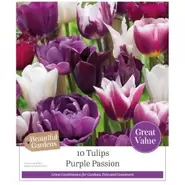 Tulips Purple Passion - 10 Bulbs