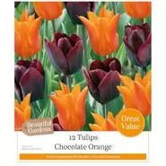 Tulips Chocolate Orange - 12 Bulbs