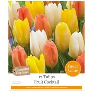 Tulips Fruit Cocktail - 12 Bulbs