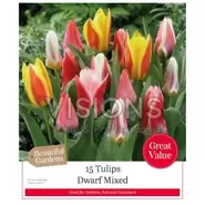 Tulips Dwarf Mixed - 15 Bulbs