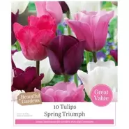 Tulip Spring Triumph - 10 Bulbs
