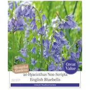 English Bluebells Hyacinthoides Non-Scripta - 20 Bulbs