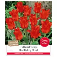 Dwarf Tulip Red Riding Hood - 15 Bulbs