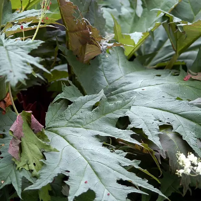 Rheum palmatum var tanguticum