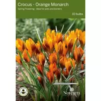 Notcutts Crocus Orange Monarch