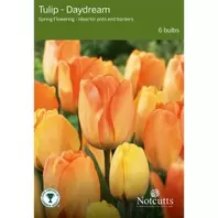 Notcutts Tulip Daydream