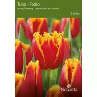 Notcutts Tulip Fabio