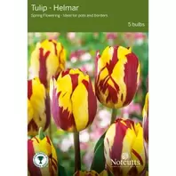 Notcutts Tulip Helmar