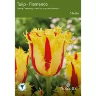 Notcutts Tulip Flamenco