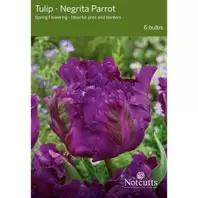 Notcutts Tulip Negrita Parrot