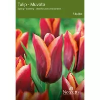 Notcutts Tulip Muvota