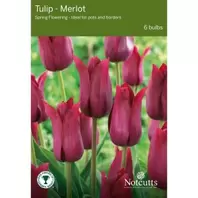 Notcutts Tulip Merlot