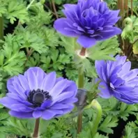 Anemone Harmony Double Blue - 2L