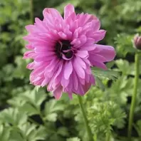 Anemone Harmony Double Rose - 2L