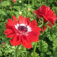 Anemone Harmony Double Scarlet - 2L