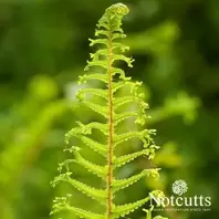 Dryopteris affinis Cristata The King