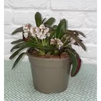 Bergenia 'Angel Kiss' - 2L