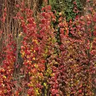 Parthenocissus Quinquefolia - Virginia Creeper