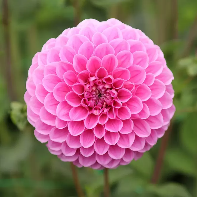 Dahlia 'Sweet Fabienne'