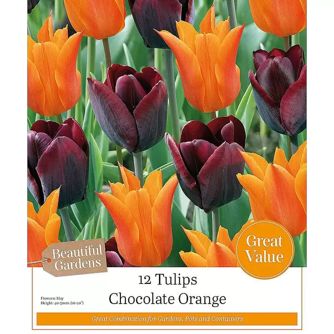 Chocolate Orange Tulip Collection (12 Bulbs)
