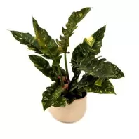 Philodendron 'Ring Of Fire' - 14cm