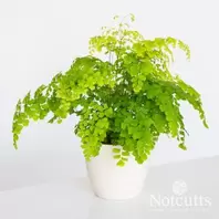 Adiantum Raddianum Fragrans - 17cm