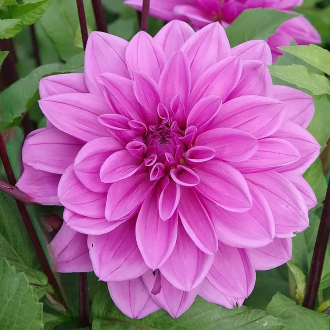 Dahlia 'Lilac Time'