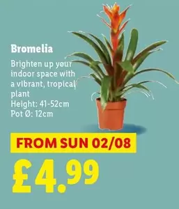 Sun - Bromelia