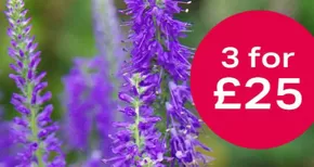 Webbs catalogue in Southport | 3 For £25 | 2025-07-29T00:00:00.000Z - 2025-08-21T00:00:00.000Z