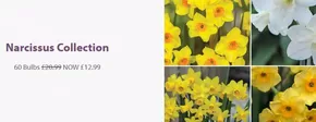 Thompson & Morgan catalogue in Appley Bridge | Narcissus Collection ! | 2025-09-18T00:00:00.000Z - 2025-10-23T00:00:00.000Z