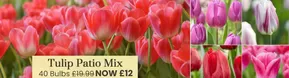 Dobbies Garden Centre catalogue in Newbury | Tulip Patio Mix | 2025-09-30T00:00:00.000Z - 2025-10-12T00:00:00.000Z