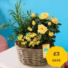 Flying Flowers catalogue in Thetford | £3 Save | 2025-09-30T00:00:00.000Z - 2025-10-27T00:00:00.000Z