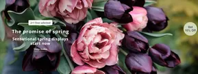 Crocus catalogue | The Promise Of Spring  | 2025-09-30T00:00:00.000Z - 2025-10-29T00:00:00.000Z