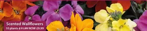 Thompson & Morgan catalogue | Scented Wallflowers | 2025-10-08T00:00:00.000Z - 2025-10-19T00:00:00.000Z