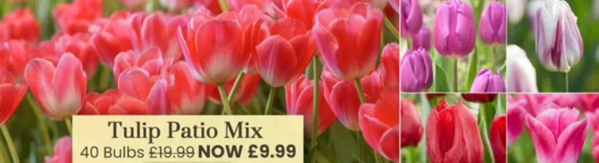 Dobbies Garden Centre catalogue in Liverpool | Tulip Patio Mix! | 2025-10-08T00:00:00.000Z - 2025-11-21T00:00:00.000Z